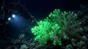 Rare Glowing Coral Species Found 385 Metres Below Pacific Ocean