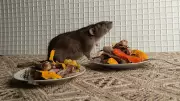 Rare Rat-Borne Hantavirus Linked to Mysterious Deaths on Atlantic Cruise