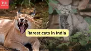 Rare Wild Cats in India Beyond Tigers and Leopards