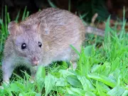 Rat Disappearance in Madagascar Forests Signals Ecosystem Health Crisis