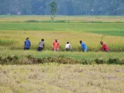 RBI: FY27 Agriculture Outlook Depends on Monsoon, El Nino Risk