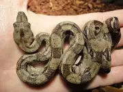 Rectilinear Locomotion: How Snakes Move in a Straight Line