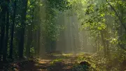 Regulate Forest Trails, Don't Shut Them Down: A Balanced Approach