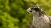 Researchers Use Microphones to Decode Complex Bird Communication and Behavior