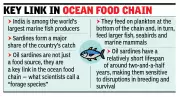 Rising fishing pressure and climate change threaten sardine stocks off India's southwest coast