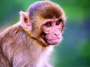 Rising Monkey Menace in Telangana Sparks Call for Scientific Solution