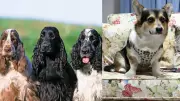 Royal Dog Breeds: From Queen's Corgis to Modern Spaniels