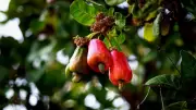 Rs 1 Crore for Cashew Sapling Development in Nurseries: Khandre
