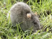 Safe Cabin Cleaning: How to Prevent Hantavirus Infection This Spring