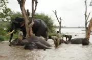 Sakrebailu Elephant Camp Overhaul After Minister's Safety Directive
