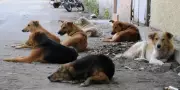 SC Stray Dog Euthanasia Remarks Won't Change ABC Programme Focus