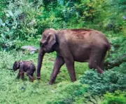 Second Elephant Calf Dies in Raigarh District Within Four Days, Sparks Concerns