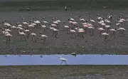 Silent March in Navi Mumbai on World Migratory Bird Day to Protect Flamingo Wetlands