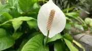 Simple Step-by-Step Guide to Grow Peace Lily in Balcony Garden for Beginners