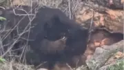 Sloth Bear Visits Marudhamalai Temple, Feasts on Honey Before Retreating to Forest