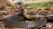 Snakebite Deaths Reveal Climate-Driven Public Health Crisis