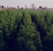 Software Employee Arrested for Growing Ganja Plant in Chennai
