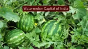 Solapur: India's Watermelon Capital You Must Visit This Summer