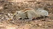 Squirrels: Deceptive, Agile, and Vital to Forest Regeneration