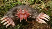 Star-Nosed Mole: Nature's Fastest Hunter with Lightning Speed