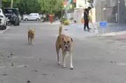 Stray Dog Biting Spree Injures Nearly 60 in Madhya Pradesh's Shivpuri