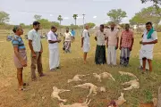 Stray Dogs Kill 15 Sheep in Tirupur, Farmer Demands Compensation