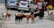Strays and Safety: An Uneasy Balance in Urban India