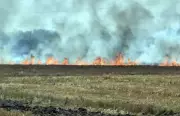 Stubble Burning in Amritsar Damages Roadside Green Belts