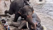Summer Musth and Overcrowding Trigger Elephant Aggression in Karnataka