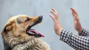Supreme Court Allows Euthanasia of Dangerous Stray Dogs