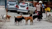 Supreme Court Warns Unchecked Dog Bites Threaten Public Safety, Governance