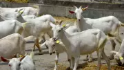 Swiss Saanen Goats Create Buzz in Kashmir with High Milk Yield