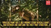 T. rex Walked Like a Bird, Not a Reptile, New Study Suggests