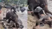 Tamil Nadu Woman Dies After Captive Elephant Attack at Karnataka Camp