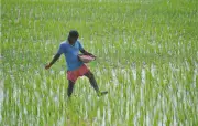 Telangana Paddy Procurement Reaches 30 Lakh Tonnes, MSP Payouts Total Rs 4,520 Crore