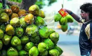 Tender Coconut Prices Soar in Pune Due to Low Supply and High Demand