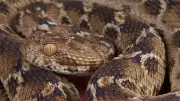 The Deadliest Snake in the World Is Tiny and Hides in Plain Sight