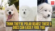 Think They Are Polar Bears? These 5 Dog Breeds Can Easily Fool You