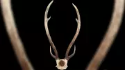Three Arrested for Attempting to Sell Deer Antlers Worth Rs 10 Lakh in Bengaluru