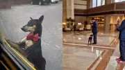 Thumki: The Four-Legged Boss Running Taj Bengal Hotel in Kolkata
