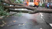 Thunderstorms Cause Bengaluru to Lose 949 Trees in a Month