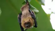 Top 10 Animals with Extraordinary Hearing Abilities in the World