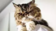 Top 5 Adorable Cat Breeds for Pet Parents in India