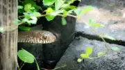 Top 5 Things That Attract Snakes to Your Home and Garden