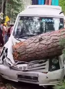 Tourists Narrowly Escape After Massive Tree Crashes Onto Vehicle in Kullu