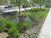 Transform Your Rain Garden from Swamp to Showstopper with Smart Design
