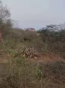 Tree felling continues in Gurgaon's Raisina hills despite NGT orders