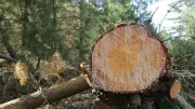 Tree Felling Controversies Expose Flawed Development Priorities in Karnataka