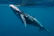 Two Humpback Whales Break Records Swimming Between Australia and Brazil