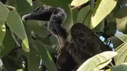 Two Indian Vultures Fly Over 1,000 km After Release in Maharashtra